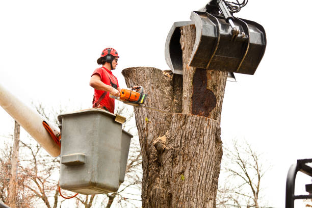 Best Tree Mulching  in Louisville, CO